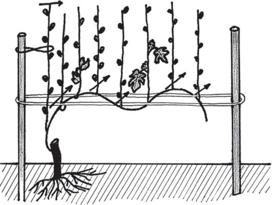 Иллюстрация к книге — Виноград без труда [_16.jpg]