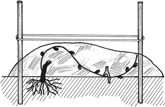 Иллюстрация к книге — Виноград без труда [_18.jpg]