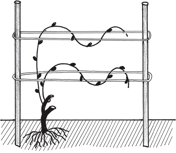 Иллюстрация к книге — Виноград без труда [_20.jpg]
