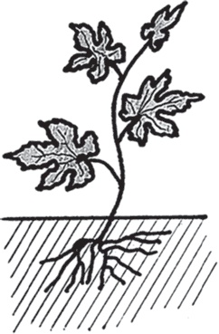 Иллюстрация к книге — Виноград без труда [_22.jpg]