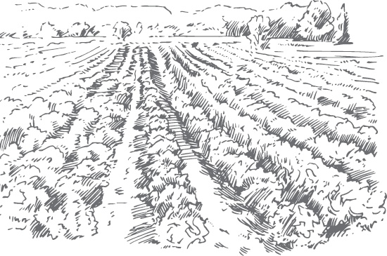 Иллюстрация к книге — Виноград без труда [_3.jpg]