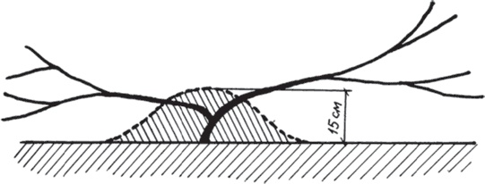 Иллюстрация к книге — Виноград без труда [_38.jpg]