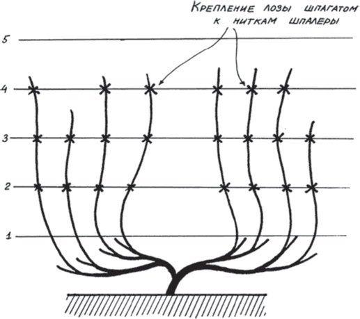 Иллюстрация к книге — Виноград без труда [_40.jpg]