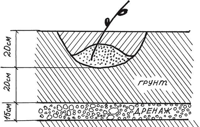 Иллюстрация к книге — Виноград без труда [_8.jpg]