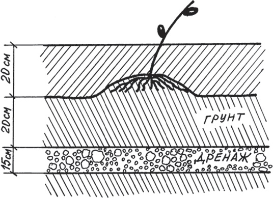Иллюстрация к книге — Виноград без труда [_9.jpg]
