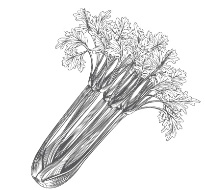 Иллюстрация к книге — Огород по-русски. Мало сажаем, много собираем [i_014.jpg]