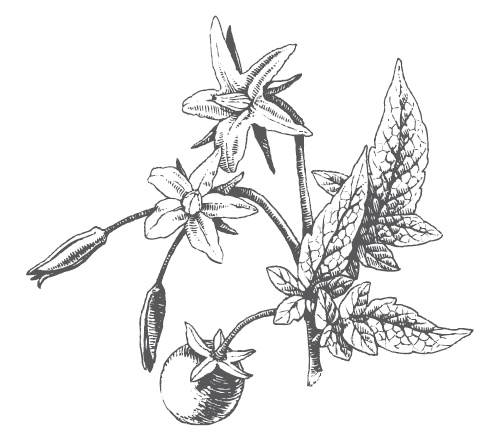 Иллюстрация к книге — Огород по-русски. Мало сажаем, много собираем [i_028.jpg]