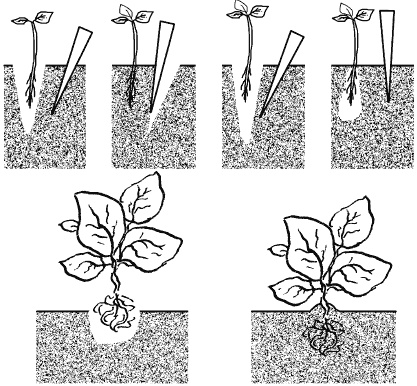 Иллюстрация к книге — Огород у вас дома [i_003.jpg]
