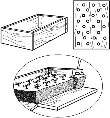 Иллюстрация к книге — Огород у вас дома [i_012.jpg]