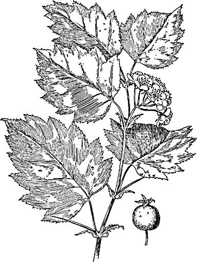 Иллюстрация к книге — Большая энциклопедия специй, приправ и пряностей [_10.jpg]