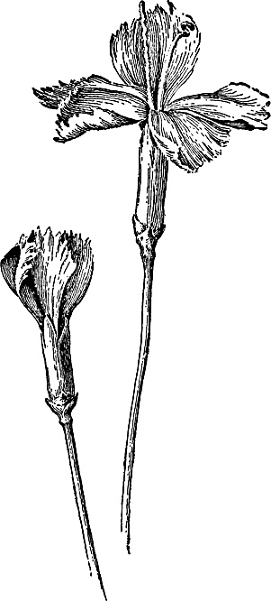 Иллюстрация к книге — Большая энциклопедия специй, приправ и пряностей [_12.jpg]