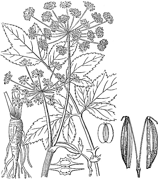 Иллюстрация к книге — Большая энциклопедия специй, приправ и пряностей [_14.jpg]