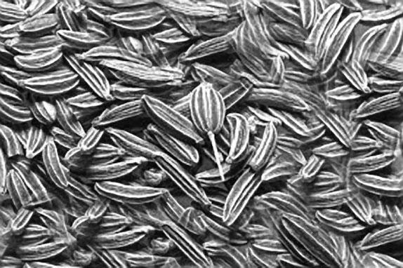 Иллюстрация к книге — Большая энциклопедия специй, приправ и пряностей [_15.jpg]