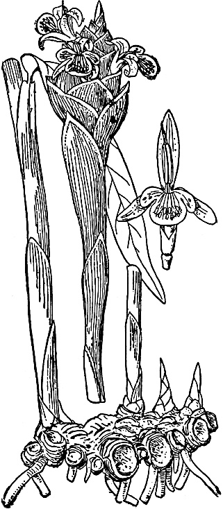 Иллюстрация к книге — Большая энциклопедия специй, приправ и пряностей [_16.jpg]