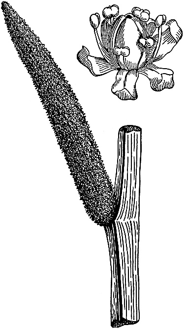 Иллюстрация к книге — Большая энциклопедия специй, приправ и пряностей [_2.jpg]