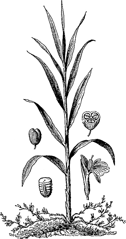 Иллюстрация к книге — Большая энциклопедия специй, приправ и пряностей [_20.jpg]