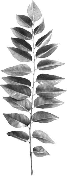 Иллюстрация к книге — Большая энциклопедия специй, приправ и пряностей [_21.jpg]