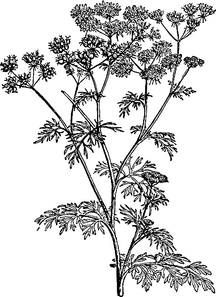 Иллюстрация к книге — Большая энциклопедия специй, приправ и пряностей [_25.jpg]