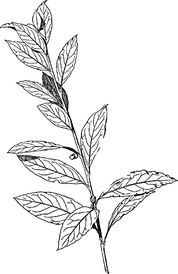 Иллюстрация к книге — Большая энциклопедия специй, приправ и пряностей [_30.jpg]