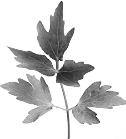 Иллюстрация к книге — Большая энциклопедия специй, приправ и пряностей [_32.jpg]