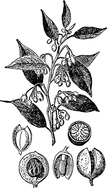 Иллюстрация к книге — Большая энциклопедия специй, приправ и пряностей [_34.jpg]