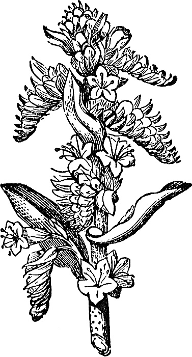 Иллюстрация к книге — Большая энциклопедия специй, приправ и пряностей [_37.jpg]