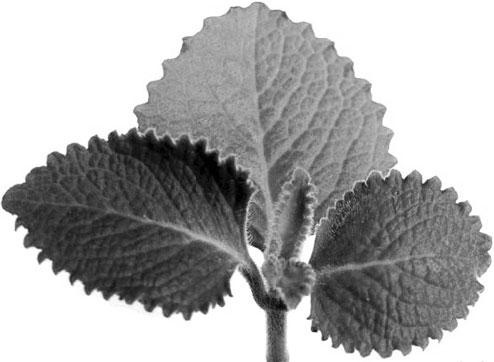 Иллюстрация к книге — Большая энциклопедия специй, приправ и пряностей [_38.jpg]