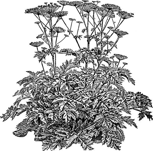 Иллюстрация к книге — Большая энциклопедия специй, приправ и пряностей [_44.jpg]