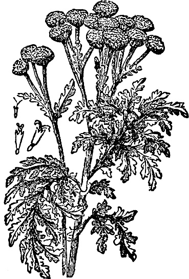 Иллюстрация к книге — Большая энциклопедия специй, приправ и пряностей [_45.jpg]