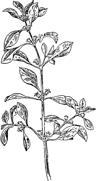 Иллюстрация к книге — Большая энциклопедия специй, приправ и пряностей [_46.jpg]