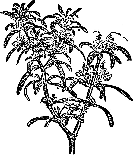 Иллюстрация к книге — Большая энциклопедия специй, приправ и пряностей [_47.jpg]