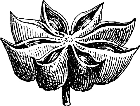 Иллюстрация к книге — Большая энциклопедия специй, приправ и пряностей [_5.jpg]