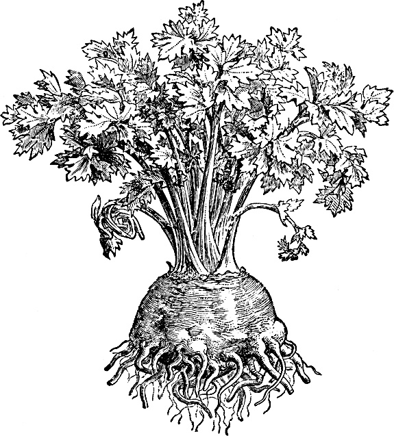 Иллюстрация к книге — Большая энциклопедия специй, приправ и пряностей [_50.jpg]