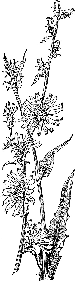 Иллюстрация к книге — Большая энциклопедия специй, приправ и пряностей [_56.jpg]