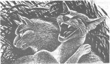 Иллюстрация к книге — Обещание Метеора. Книга 2. Прозрение [pic_40.jpg]