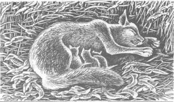 Иллюстрация к книге — Обещание Метеора. Книга 2. Прозрение [pic_42.jpg]