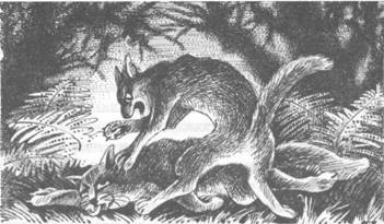 Иллюстрация к книге — Обещание Метеора. Книга 2. Прозрение [pic_44.jpg]