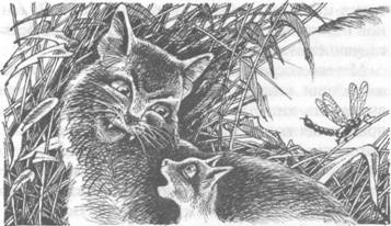 Иллюстрация к книге — Обещание Метеора. Книга 2. Прозрение [pic_46.jpg]