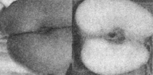 Иллюстрация к книге — Тайные сады Могадора [i_003.jpg]