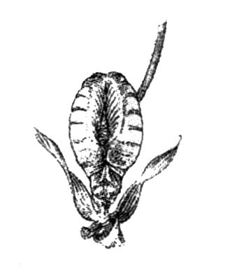 Иллюстрация к книге — Тайные сады Могадора [i_004.jpg]