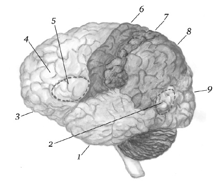 Иллюстрация к книге — Самая полная книга-тренажер для развития мозга! Новые тренинги для ума [i_003.jpg]
