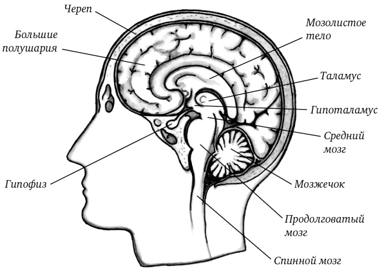 Иллюстрация к книге — Супертренировки мозга для обретения сверхвозможностей [i_001.jpg]
