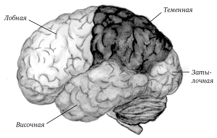 Иллюстрация к книге — Супертренировки мозга для обретения сверхвозможностей [i_002.jpg]