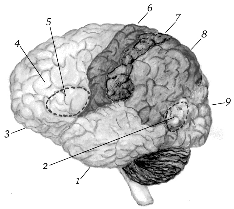 Иллюстрация к книге — Супертренировки мозга для обретения сверхвозможностей [i_003.jpg]