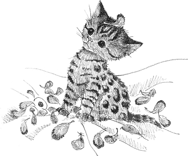 Иллюстрация к книге — Котенок Милли, или С возвращением, леопард! [i_011.jpg]