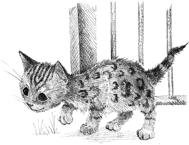 Иллюстрация к книге — Котенок Милли, или С возвращением, леопард! [i_033.jpg]