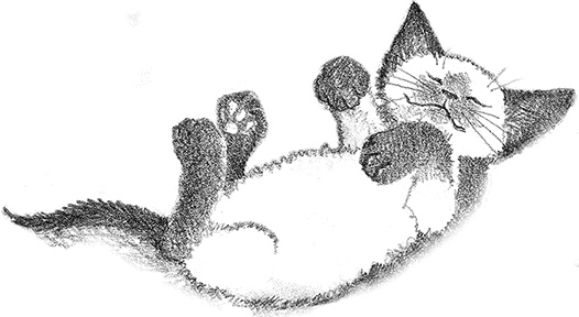 Иллюстрация к книге — Котенок Фиалка, или Коробка с сюрпризом [i_001.jpg]