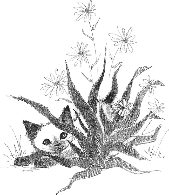 Иллюстрация к книге — Котенок Фиалка, или Коробка с сюрпризом [i_010.jpg]