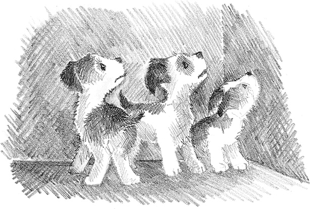 Иллюстрация к книге — Щенок Крошка, или Друзья навек [i_002.jpg]