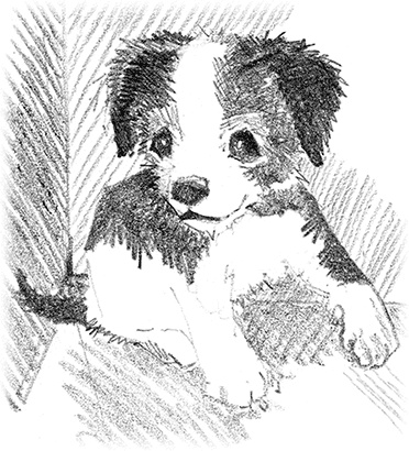 Иллюстрация к книге — Щенок Крошка, или Друзья навек [i_005.jpg]